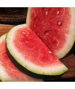 Bradford Watermelon Seed Packet Super Sweet Southern Usa Seller Garden - $12.09