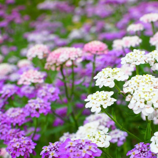 Candytuft Fairy Dwarf Mix Flower Seeds Home Garden 100 Seeds - £6.99 GBP