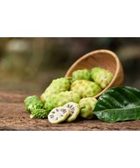 20 Noni Cheese Fruit Great Morinda Citrifolia Indian Beach Mulberry Heir... - $19.14 CAD