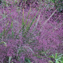  Purple Lovegrass Native Love Grass Flower 100 Seeds - £7.05 GBP