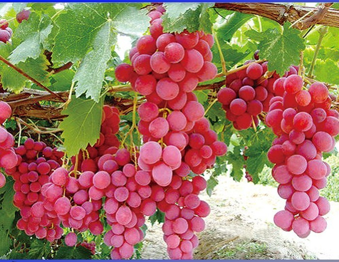“ 15 PCS seeds Heirloom Pink Hongti Grape Organic Seeds GIM “