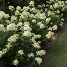 LITTLE LIME® Hydrangea PP#22330 qt pot image 3