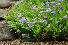 20 Wild Crested Iris roots image 3