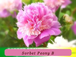 5893 sorbet peony b pop thumb200