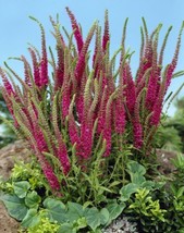 10 seeds Veronica Red Fox Spicata Speedwell Flash Green Glow - $9.79