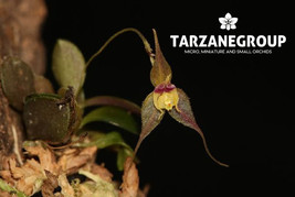 Lepanthes Gossamera Miniature Orchid Mounted - $65.00