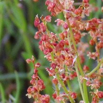 US Seller 100 Sheep Sorrel Rumex Acetosella Red Field Sorrel Sour Weed Herb Flow - $13.80