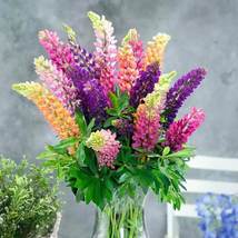 20 Russell Lupine Dull Ice Flower Seeds for Garden - $10.00