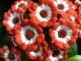 70 Seeds Hybrid F1 Orange White Florist&#39;s Cineraria - £8.85 GBP