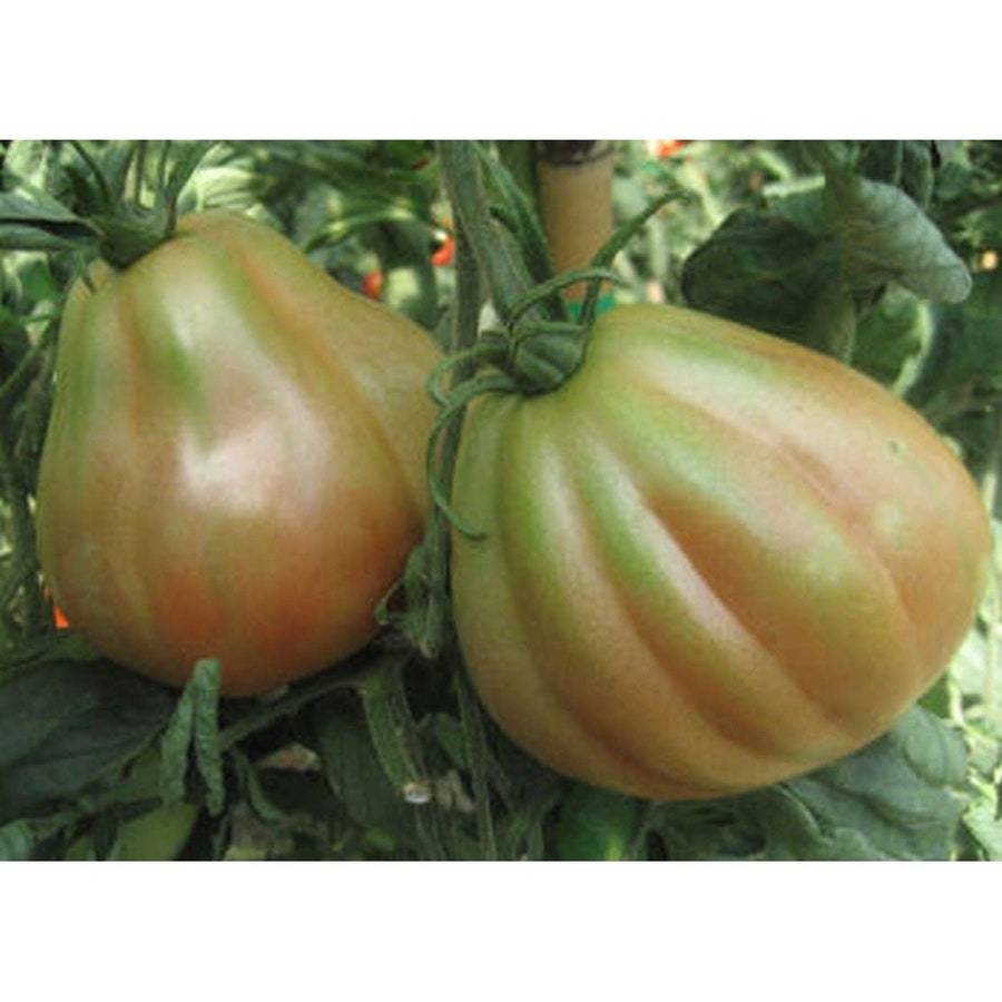 Cour Di Bue Sel. Albenga Tomato Seeds Fresh Gardening USA SELLER - $8.59