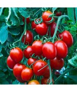  50 Small Red Cherry Tomato Seeds Non-GMO Heirloom USA Seller - £4.72 GBP