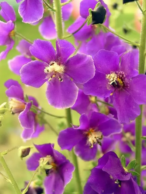 50 Violetta Verbascum Phoeniceum Purple Mullein Nectar Flower Seeds Fresh Seeds - £12.65 GBP