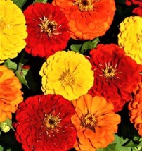 JGBOS Sell Beautiful Lava Lamp Zinnia Seeds 100 Seeds 4 Get  - $9.00