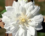 25 Double White Clematis Seeds Climbing Perennial Plumeria Bloom Seed Ea... - $12.77