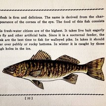 Dore 1939 Fresh Water Fish Art Gordon Ertz Color Plate Print PCBG20 - $584.49 MXN