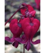 LWK 25 Dark Red Bleeding Heart Seeds Dicentra Spectabilis Shade Fast Shi... - $11.13