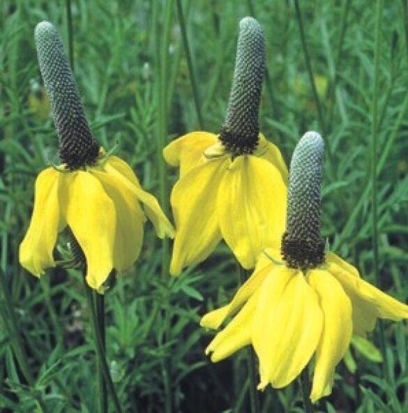 GIB Yellow Prarie Coneflower Ratibida Columnaris 100 Fresh Seeds -  - $2.00