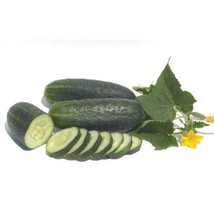 USA Seller Vertina Cucumber Seeds Fast Shipping - £9.56 GBP