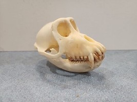 B11 Pen Raised Crab Eating Macaque (Macaca Fascicularis) Skull Taxidermy - £218.30 GBP