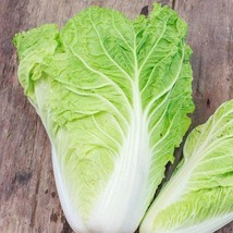 HGBO 1000 Seeds Michihili Cabbage Seeds Nongmo Heirloom From US - £6.51 GBP