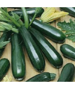 SD 25 Seeds Premium Black Beauty Zucchini Seeds. Fresh Organic Seed Gard... - £6.16 GBP