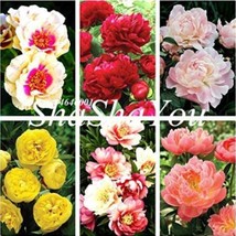 10 pcs Chinese Peony Flower Seeds Mixed Red Yellow Light Pink Bi-color Rose Red  - £5.96 GBP