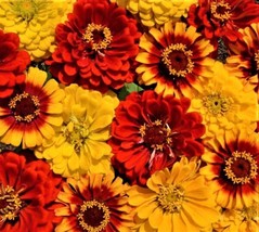 Zinnia South Of The Border Zinnia Mix 100 - £9.98 GBP