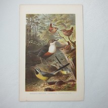 Antique Bird Print Lithograph Starling Birds Ornithology 1882 - £23.71 GBP