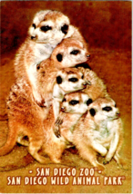 Postcard  California San Diego Zoo Featuring 5 Meerkats Wild Animal Park 5.5x3.5 - £3.89 GBP