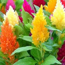 Celosia Mixed Pampas Plume Striking Colors Cut &amp; Dried Flowers 400 Seeds - $8.99