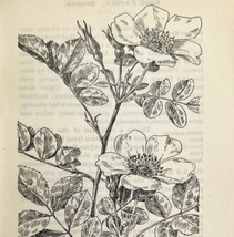 1905 Smooth Rose Wild Flower Print Pen &amp; Ink Lithograph Antique Art  - £13.68 GBP