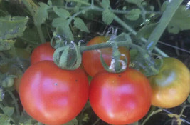 Grandpa&#39;s Minnesota | Heirloom Tomato Seeds | Cherry Tomatoes FRESH - £9.36 GBP