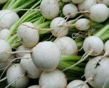 White Egg Turnip Seeds 500 Vegetable Garden Soups Stews Stir Fry Fast Sh... - $8.99