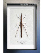 Horsehead Grasshopper Proscopia Scabra RARE Entomology Collectible Shado... - $81.48 CAD