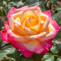 15 Seeds Rose Enchanted Peace Flowers Fast US Shipping - $9.50