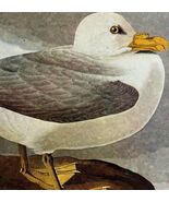 Fulmer Sea Bird Gull 1946 Color Art Print John James Audubon Nature DWV2K - $545.74 MXN