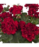10 Double Red Geranium Hanging Basket Perennial 328 Flowers Seeds - $7.39