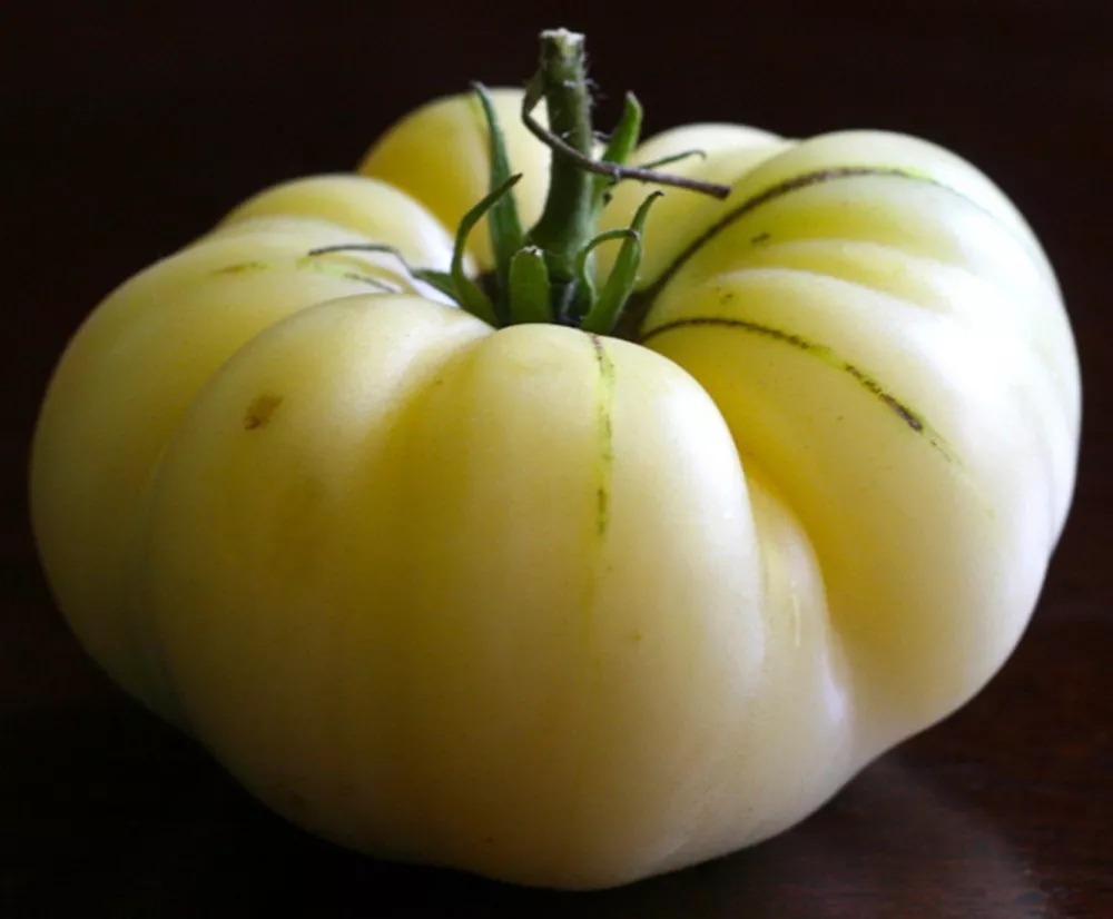 JGBO 30 White Wonder Beefsteak Tomato Seeds, Variety Sizes Sold Seeds Catalog - $8.52