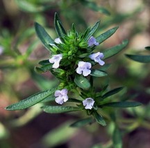 50 Seeds Summer Savory Herb Heirloom Seeds For R API D Garden Enhancements - $8.35