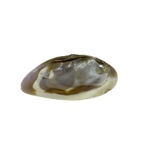 Clam Shell Mother of Pearl Iridescent Decor Incense Sage Soap Tray Craft - £8.73 GBP