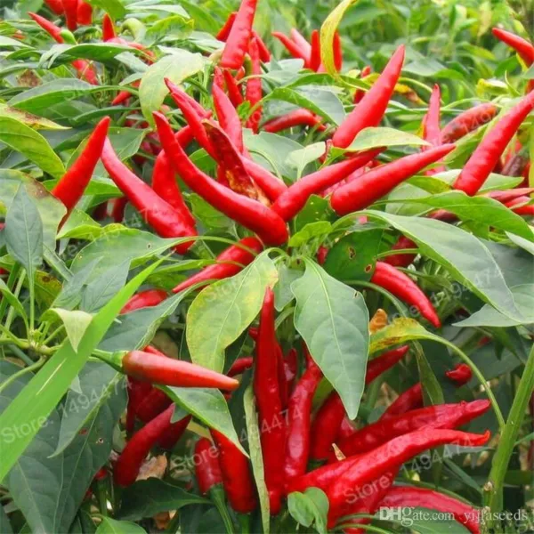 1 000 Thai Hot Pepper Fresh Seeds - $19.89