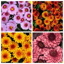 100 Tricolor Double Painted Daisy Chrysanthemum Carinatum Tanacetum Dunetti Mixe - $14.90