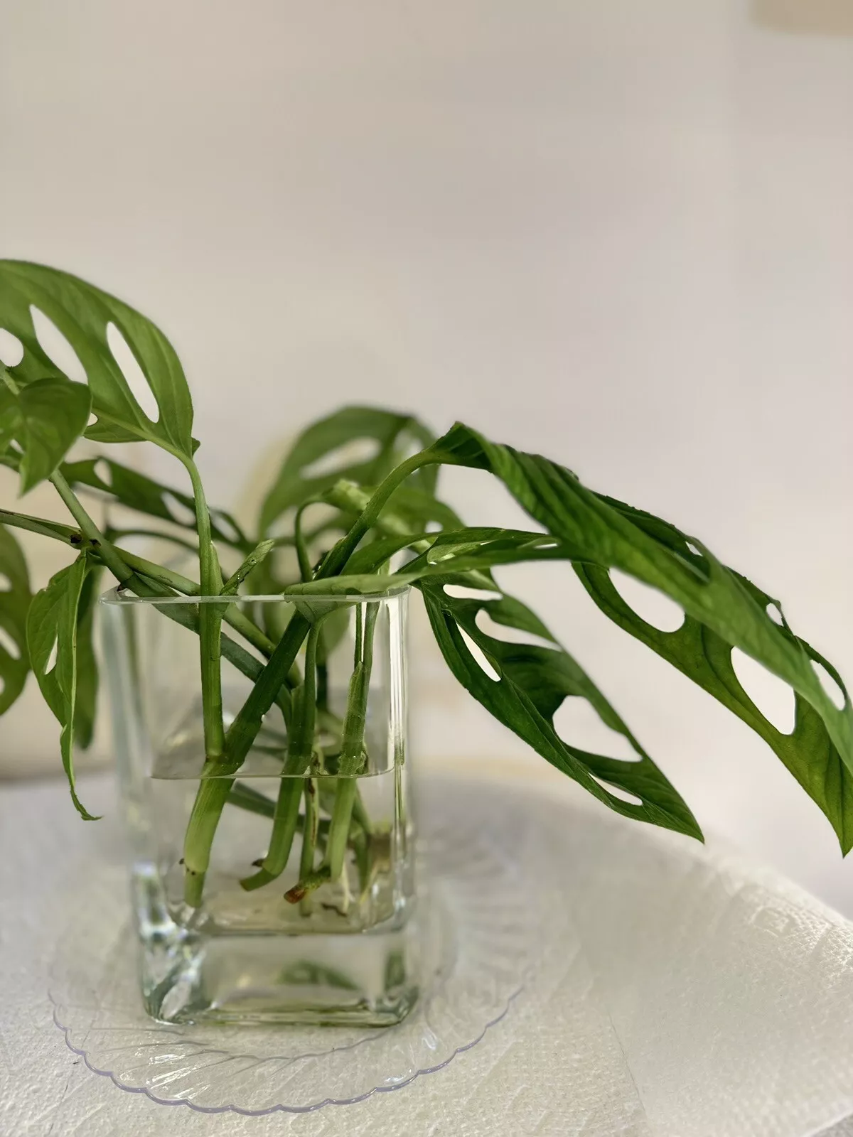 Monstera Adansonii Swiss Cheese Live House Plant Rooted 2 nodes Cuttings - $18.00