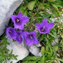 Edraianthus Montenegrinus Fresh Seeds - $25.75