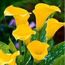 2 Calla Lily Bulbs Yellow Hw92004 Garden - £31.23 GBP