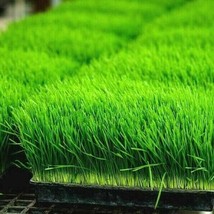 1 Oz Organic Wheat Grass Seeds Sprouting Juicing B,C,K,Folic Acid,Fiber ... - $55.46 MXN