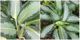 Rare Aglaonema Silver White Live Plant 12 To 15 Inches Tall - £46.35 GBP