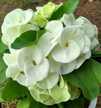 AWS ***Mee Ngern***Crown Of Thorns-Euphorbia Milii*Christ Plant*Starter Plant - $34.49