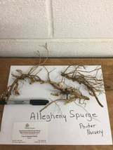 ALLEGHENY  SPURGE 10 roots ,(Pachysandra procumbens) image 6