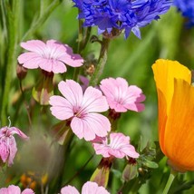 Saponaria Seed Pink Soapwort Flower Seeds 2000 Seeds Fresh Seeds Fast Shipping - £15.73 GBP